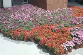 清水混凝土浇筑方案（清水混凝土浇筑实例）图片