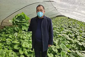 安图的马蹄叶日产2000斤却卖不出去，村书记上火了图片