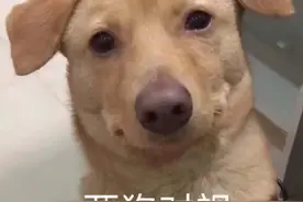 笑死！警犬叼着藏毒百香果求表扬，被训导员误解成偷吃图片