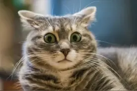 “你折磨猫取乐的样子，真丑！”图片