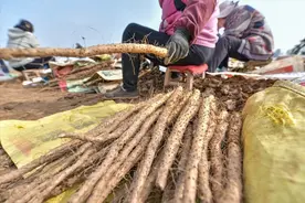 全国哪的山药最好吃？经过评选，这6个地方比较出名，有你家乡吗图片