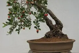 如何种植山楂树树桩？图片