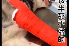 哈士奇的一条腿骨折了，几天后就生龙活虎跑起来，轻伤不下火线啊图片