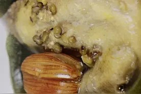 夏季养生汤-海带绿豆煲乳鸽（功效：清热解毒、养血补气）图片