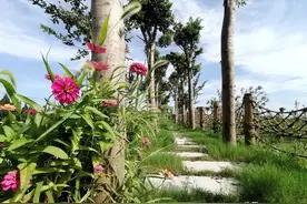 【前方高能粉丝福利】不是吧？！你竟然不知道奉贤有一座桃花岛？图片