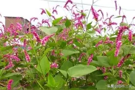 农村辣蓼草，非常不起眼，却有6种妙用，你了解吗？图片