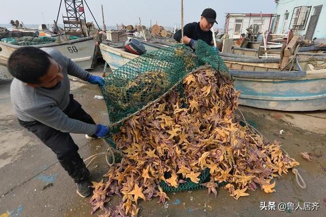 海星能和花胶一齐煲吗 2026年海星花胶可以一起煮吗