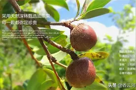 如此油香，吃到即人生享受图片