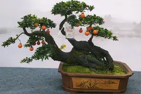 嫁接的金弹子，新芽快10厘米了，天气32度，要打开袋子透气吗？图片