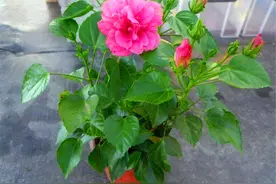 扶桑花爆盆技巧，紧抓6个要点，1年花开300天，1次花开100朵图片