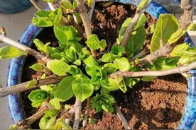 7月，绣球花新芽泛黄该怎么办？这样给它补铁轻松解决困扰图片