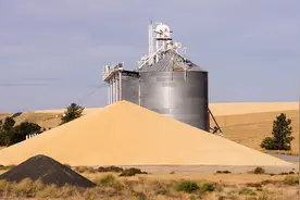 饲料用粮新技术方案出炉，玉米使用量要减少15%，对玉米有何影响图片