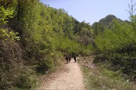 那年深夜，我偷偷溜进了学校旁的玉米地里图片