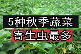 5种秋季蔬菜，寄生虫最多，会得“姜片虫”病，大厨教你清洗方法图片