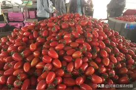 豫北“番茄小镇”：小番茄销往全国18个省市，还出口海外图片