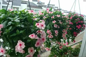 长春花，四季常绿，花色繁多，室内栽培要如何管理呢？图片