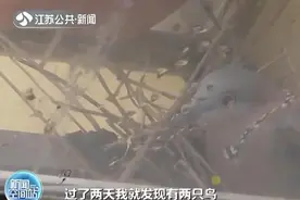 窗台飞来一对斑鸠安了家 怕惊扰户主两个月没开窗图片