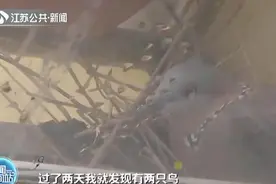 窗台飞来一对斑鸠安了家 怕惊扰户主两个月没开窗图片