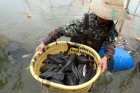 多地水域“泛滥成灾”，1天吃掉几千粒鱼卵，养殖户：损失太大图片