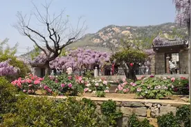暮春浅夏 紫藤花开图片