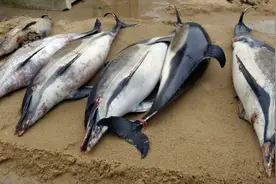 三个月来上千死海豚冲上法国海滩，原因不明引发担忧图片