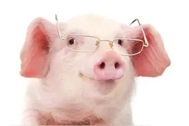 当天采的猪精，真的是最好的吗？这3大误区，你踩了几个？图片