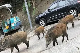 美国野猪泛滥成灾，为何美国人猎杀后不拿来吃？图片