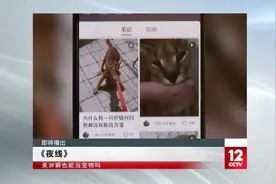所谓的另类炫富，真相到底是什么？1月25日《美洲狮也能当宠物》「节目预告」图片