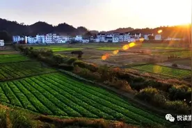虫子鸡、生态蜜、金叶子、马樱花盛开的脱贫事业！图片