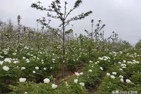 看牡丹不必远行，巩义这个镇200亩牡丹园可免费欣赏图片