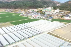 喜德县鲁基乡：花椒冷链储藏+精深加工+生物萃取 全产业链带领农户持续增收致富图片