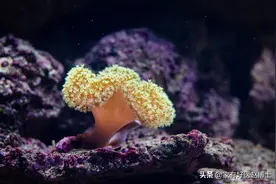 最常见5类息肉每个人都可能有，哪些无癌变风险，哪些需要切除？图片