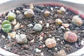 夏天养生石花，太阳一晒皮都皱了，马上浇点水不然只能皮图片