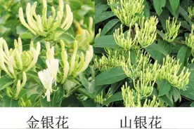 南方的“金银花”上火？你们还敢用吗？图片
