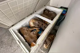 浙江男子老宅被查！打开冰柜，所有人都怒了图片