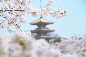 蒋勋：用出世的智慧，面对世俗的生活图片