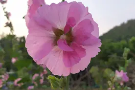山路边常见的这种花居然还有这么神奇的功效图片