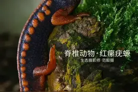 「生物多样性百科」脊椎动物•红瘰疣螈：“金麒麟”就长我这样图片