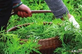 又是一年芳草绿图片