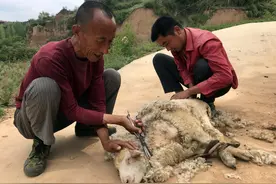 山西一老汉 当过兵扛过枪 成天跟五六十只羊为伴 他的想法有道理图片