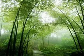 现代诗：微风细雨图片