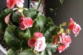 丽格海棠夏必死？这“三位置”添点水，“撒欢长”单次绽放上百朵图片