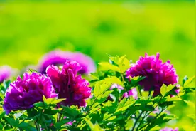 4月27日，桥梓镇国色天香牡丹园开园图片
