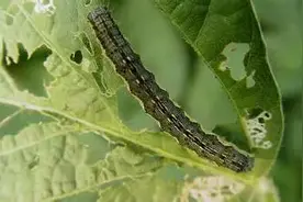 你真的会使用杀虫剂吗？杀虫剂使用几大误区要知道（附注意事项）图片