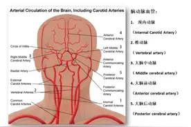 脑动脉分段太复杂记不住？看这份 PPT 就够了图片