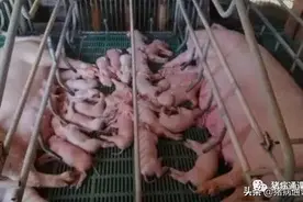 简单一针就可以让你的母猪白天产仔不再是难事图片
