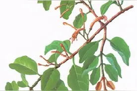 每日一中药——桑寄生图片