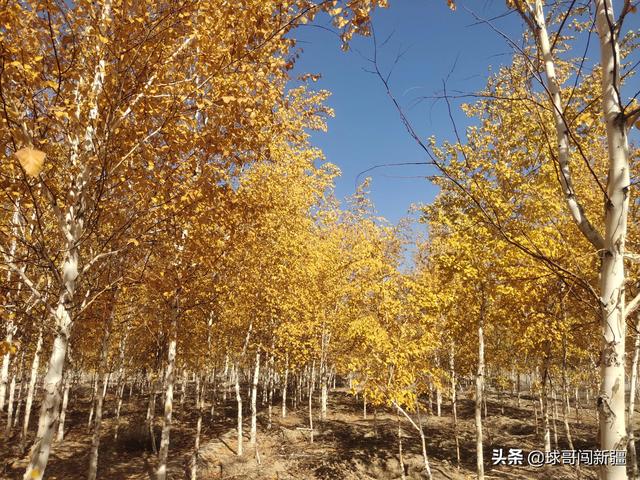 兵团打造的现代化新城，介于乌鲁木齐与昌吉之间，可容纳百万人口