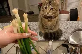 贪吃的狸花猫勇闯厨房，不过功夫再高也怕菜刀 狸花：怕了怕了图片