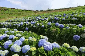 昆明出发1小时，藏了个千亩绣球花海，看一眼就沦陷#昆明周末旅游图片
